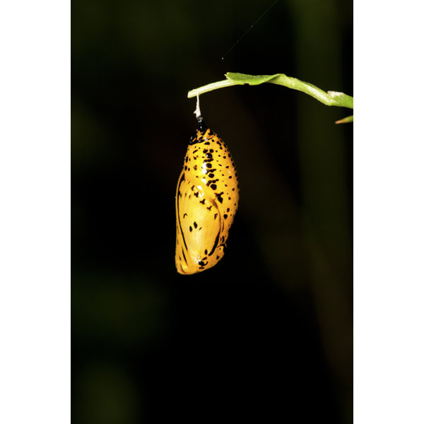 Hokku Designs " Butterfly Chrysalis " Print on Canvas Wayfair